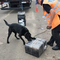 Interceptaron un cargamento de marihuana que viajaba a San Martín de los Andes