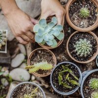 Por qué es recomendable y deberías tener plantas suculentas en tu hogar