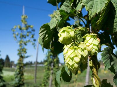 Productores de Lúpulo de Chile y Argentina tendrán su primer encuentro Binacional