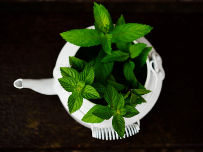 Si querés tener plantas de Menta gigantes pero no tenés jardín, esto es lo que podés hacer