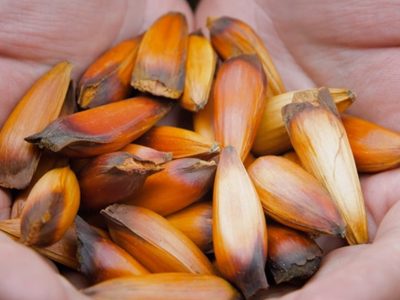 Gastronomía fácil y gourmet con productos patagónicos