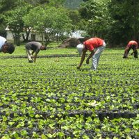 Ministerio de Agricultura destina dinero para productores en emergencia