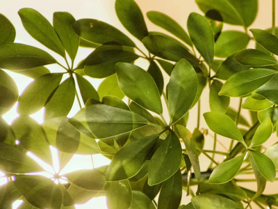 Schefflera, la planta eterna que se adapta a todo y crece perfecta en maceta o tierra, en interior y exterior