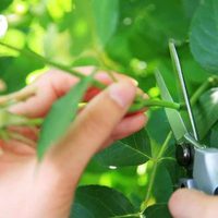 Conocé la planta que cambia de color y es muy fácil de reproducir por esquejes