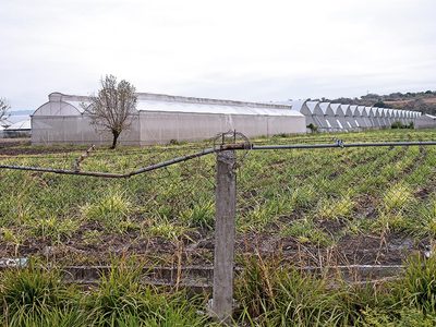 Tetecala, el primer "pueblo cannábico" de México