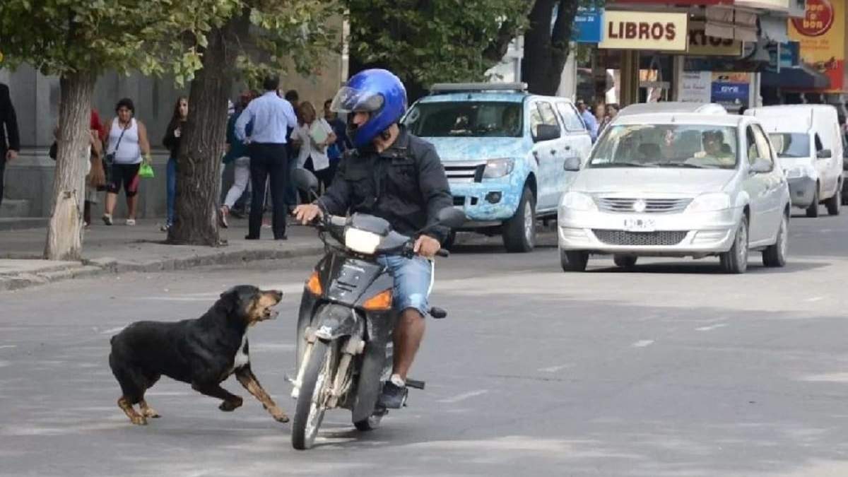 La presencia de animales en la vía pública es cada vez más visible. Fuente: (Alerta Digital)