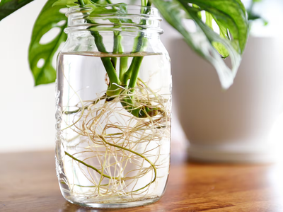 El truco de los jardineros para saber cuándo un esqueje de tu planta está listo para pasarlo a la tierra
