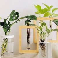 Las plantas de pocos cuidados que pueden sobrevivir en tierra o agua y son perfectas para decorar