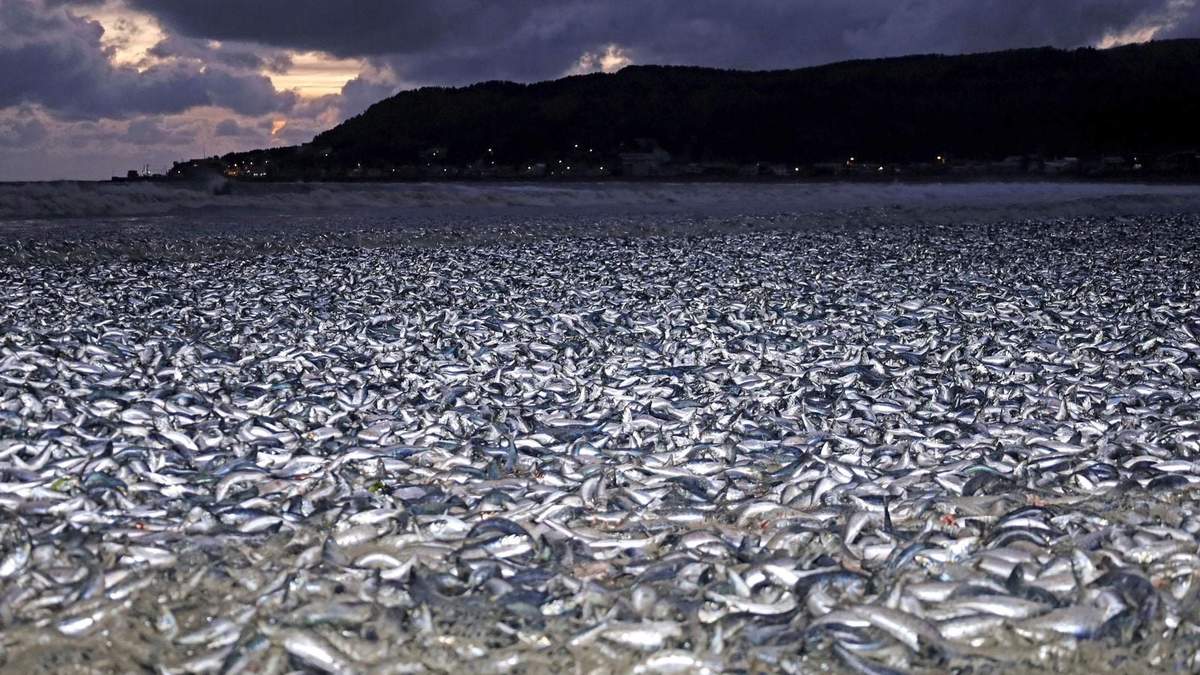 Miles de sardinas fueron arrastradas a las costas de Japón