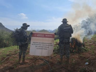 Marina destruye plantío con seis toneladas de mariguana en Culiacán atribuida a “Los Chapitos”