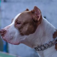 La concejal capitalina que está en contra de los pitbulls