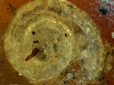 Encontraron un caracol peludo que vivió hace 99 millones de años en Myanmar
