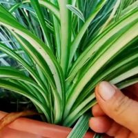 La planta más fácil de reproducir que podés tener en el jardín o dentro de casa
