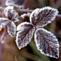 Prepará el mejor fertilizante para que las plantas resistan en invierno: 4 ingredientes y en 15 minutos