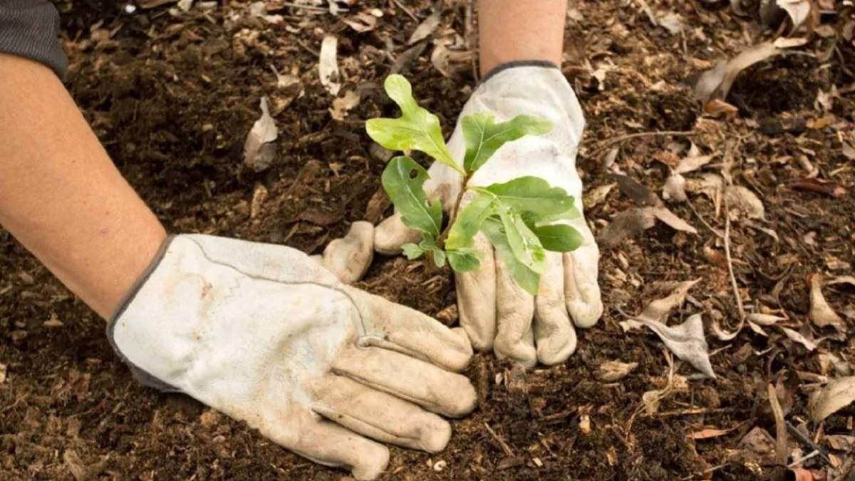 La entidad busca restaurar los bosques nativos como parte del Proyecto Pewen. Fuente: (La Montaña)