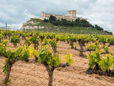 El enoturismo de España invita a un viaje virtual