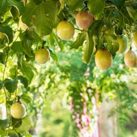 La exótica y poderosa planta que tiene Evangelina Anderson en su jardín y que es un tesoro para la salud