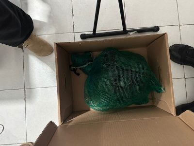 Cae en Chiapas presunto traficante de monos y guacamayas