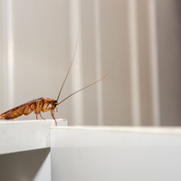 Olvídate de las cucarachas en tu hogar con una mezcla natural y casera que las mantiene bien lejos