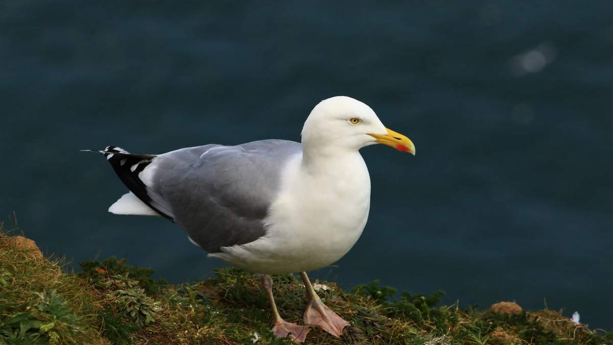 Curiosidades de la Gaviota. Fuente: (X)
