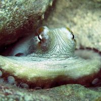 Sueño de los pulpos tiene patrones notablemente similares al de los humanos