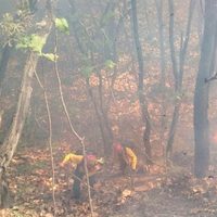 Reportan nuevo incendio en el Bosque La Primavera, en Jalisco