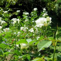 La planta que resiste todo y es perfecta si querés llenar tus canteros con flores hermosas