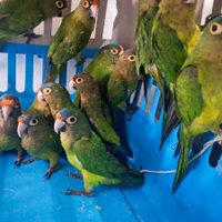 Profepa rescata 40 aves en peligro de extinción en Jalisco; hay dos detenidos