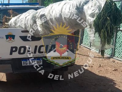 Investigaban un robo de dinero y encontraron 23 plantas de marihuana