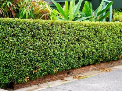 No gastes en un cerco carísimo, mirá esta planta que podés poner en casa para tener más privacidad