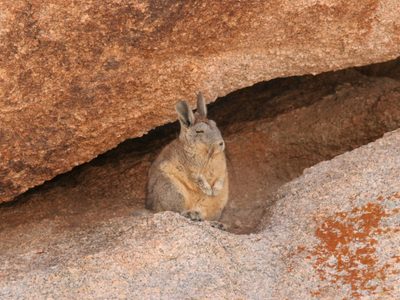 Un tesoro nacional: el Parque Nacional con vicuñas y cóndores