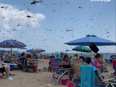Un enjambre de libélulas sorprende a bañistas (Video)