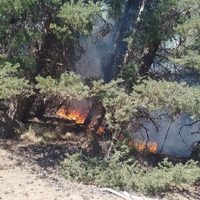 Lograron contener un incendio forestal en el cerro Los Pinos