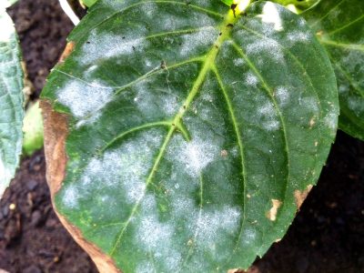 Qué significa que las hojas de mis plantas se pongan blancas y cómo solucionarlo con 1 ingrediente