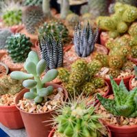 Llená tus macetas de flores y color: 5 plantas suculentas que crecen superrápido