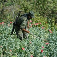 Destruyen fuerzas federales 246 mil plantas de amapola en Oaxaca