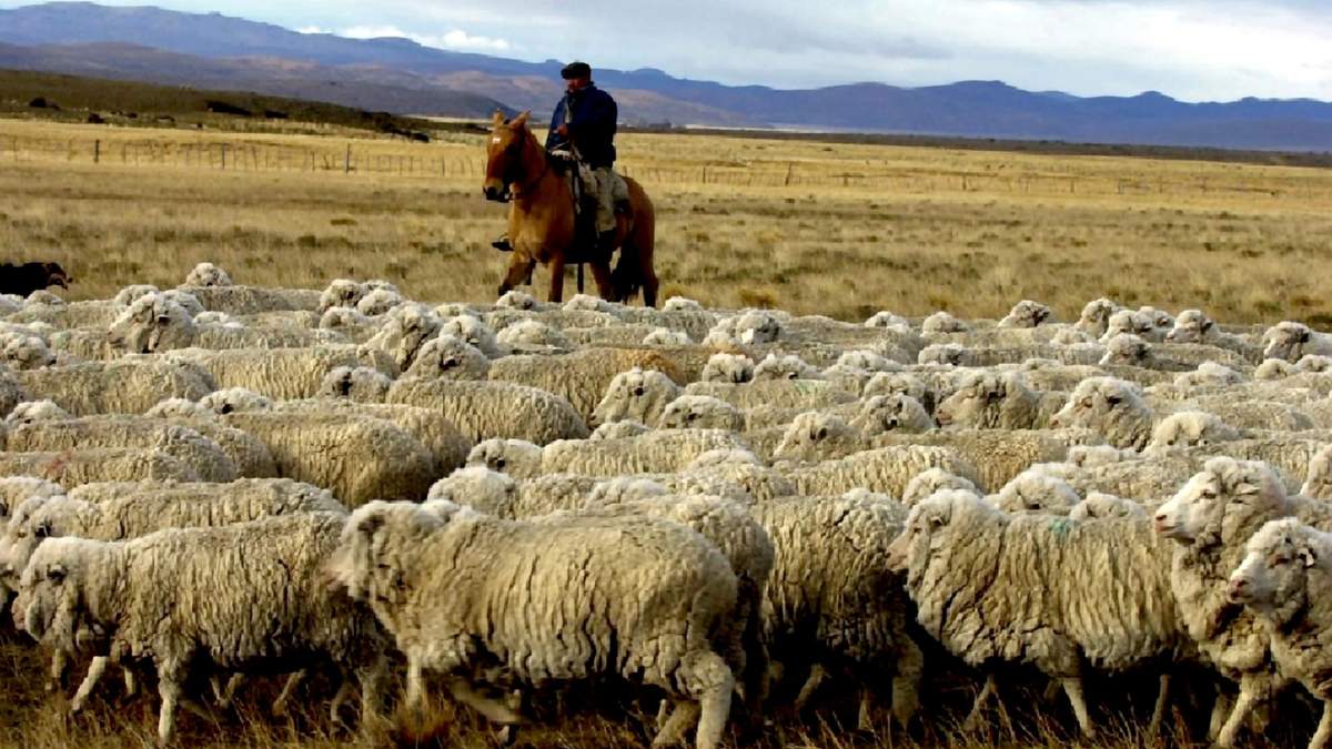 Producción ovina en La Patagonia. Fuente: (Twitter)