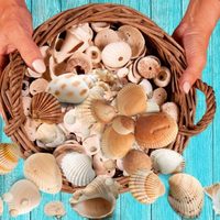 Desempolvá los caracoles de playa que tenés: así podés decorar tus espejos y darles un toque sublime