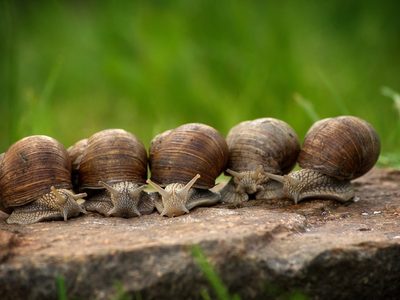 Curiosidades sobre los caracoles: el enemigo silencioso de las plantas de tu jardín que puede vivir muchos años