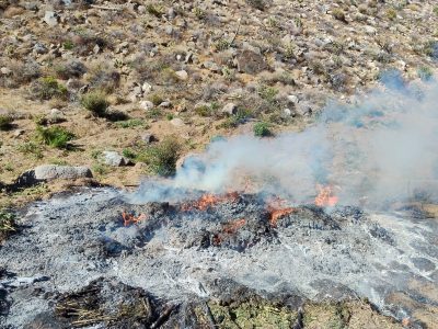 Destruyen ocho plantíos y tres secaderos de mariguana en Ensenada, Baja California