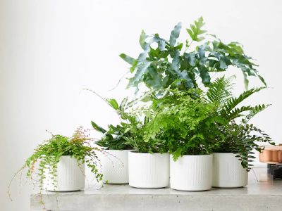Cómo hacer fertilizante casero, orgánico y barato para tus plantas de interior