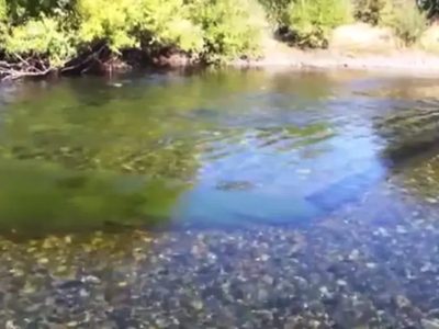 El río Chimehuín, símbolo de Junín de los Andes, enfrenta niveles críticos de contaminación