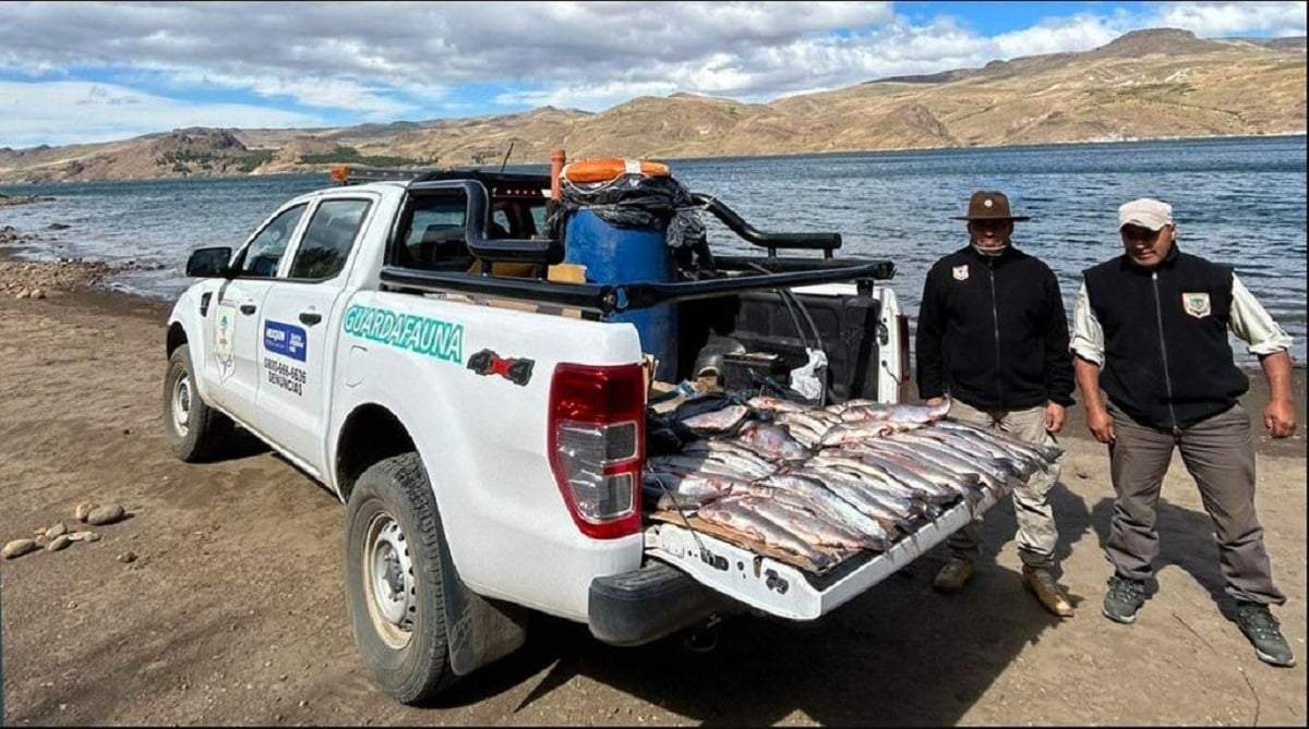 El importante decomiso de más de 130 ejemplares de salmónidos realizado por guardafaunas. Fuente: (Gobierno de Neuquén)