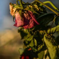 Si tus plantas se mueren días después de comprarlas, esta es la solución definitiva