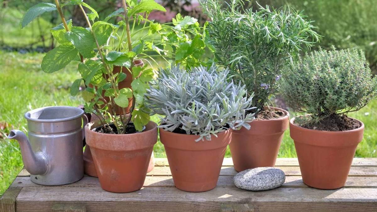 Plantas. Fuente: (Instagram)