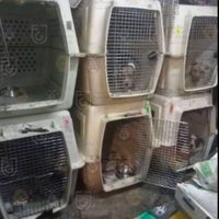 Rescatan perros y palomas de presunto maltrato animal en Narvarte