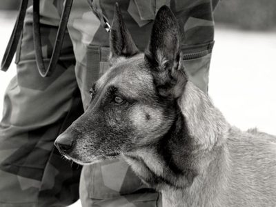En México 7 de cada 10 mascotas sufren maltrato: IBD