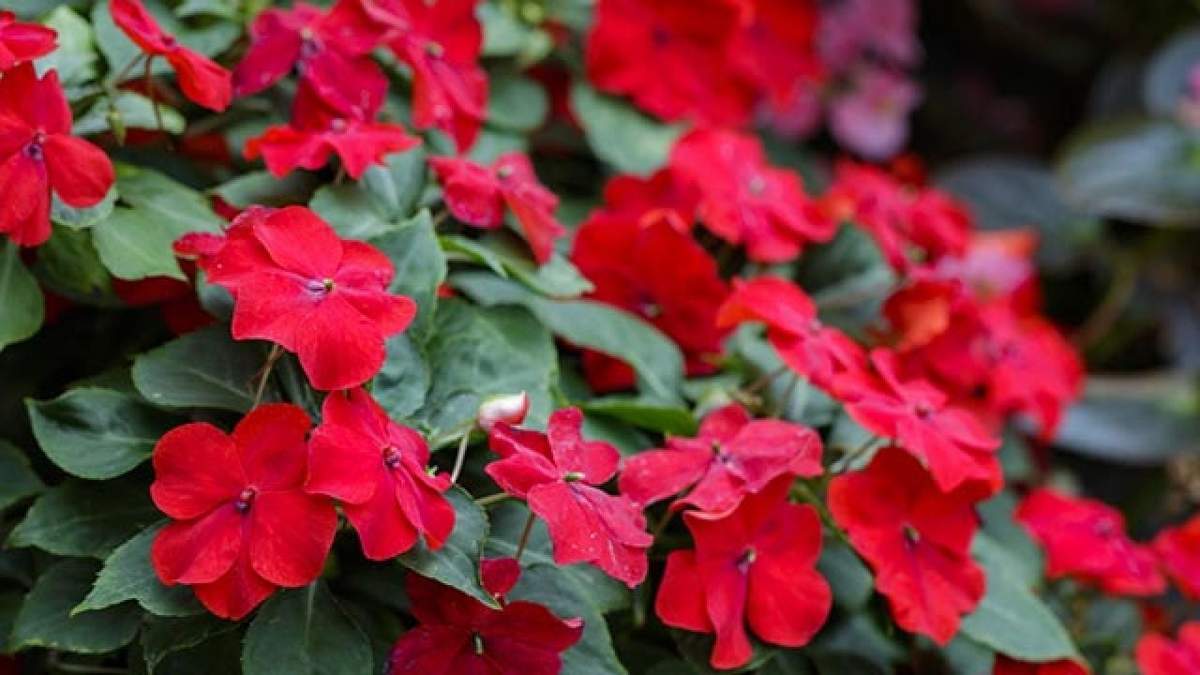 Plantas: Fuente: (Instagram)