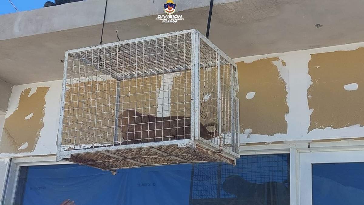 Rescate de perros en el barrio 192 Viviendas de la ciudad de Neuquén. Fuente: (Facebook)