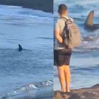 Bañistas son desalojados de una playa ante avistamiento de un tiburón de dos metros